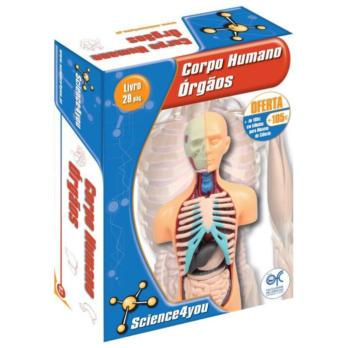 Corpo Humano - Órgãos