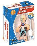 Corpo Humano - Órgãos